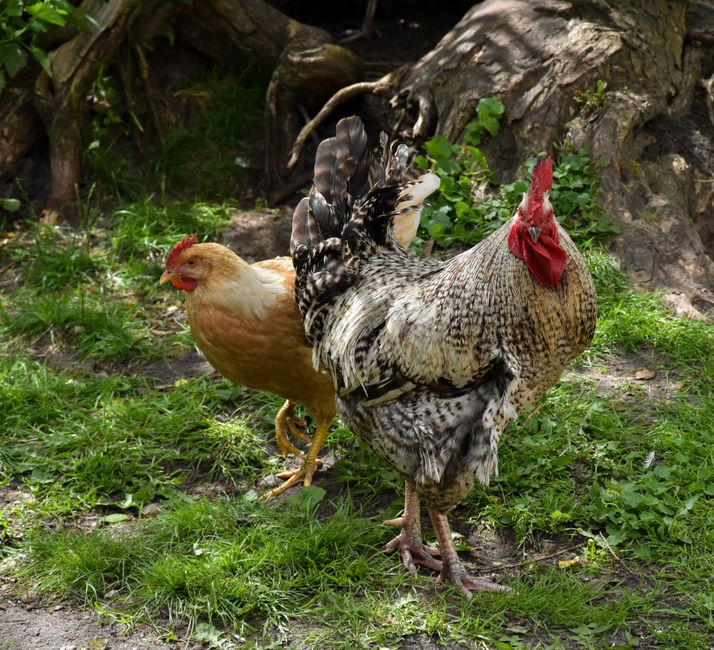Vibrant rooster and hen walking on a grassy farmyard, showcasing domestic poultry.