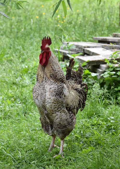 Close-up of a Rooster Walking on a Grass Field 