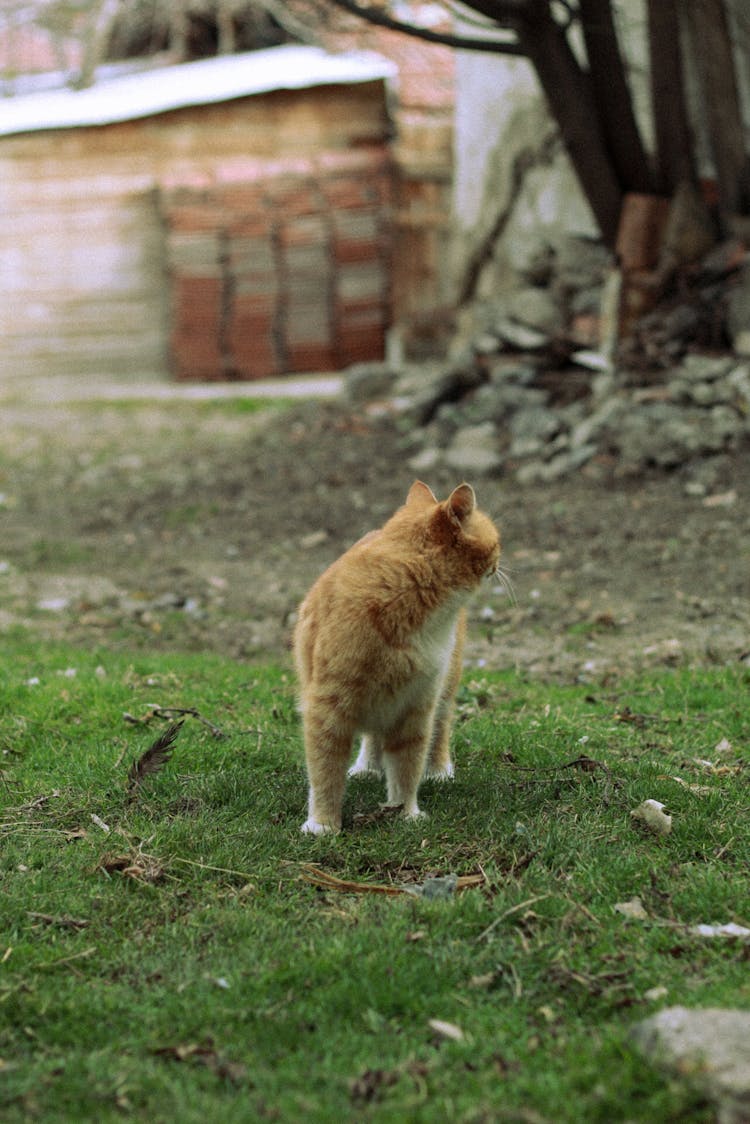 Photo Of A Ginger Cat On A Yard