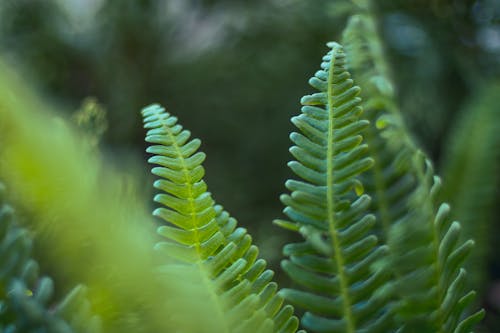 Groene Fern Planten