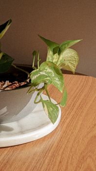 Close-up of golden pothos in a white ceramic pot on a wooden table, perfect for home decor inspiration.