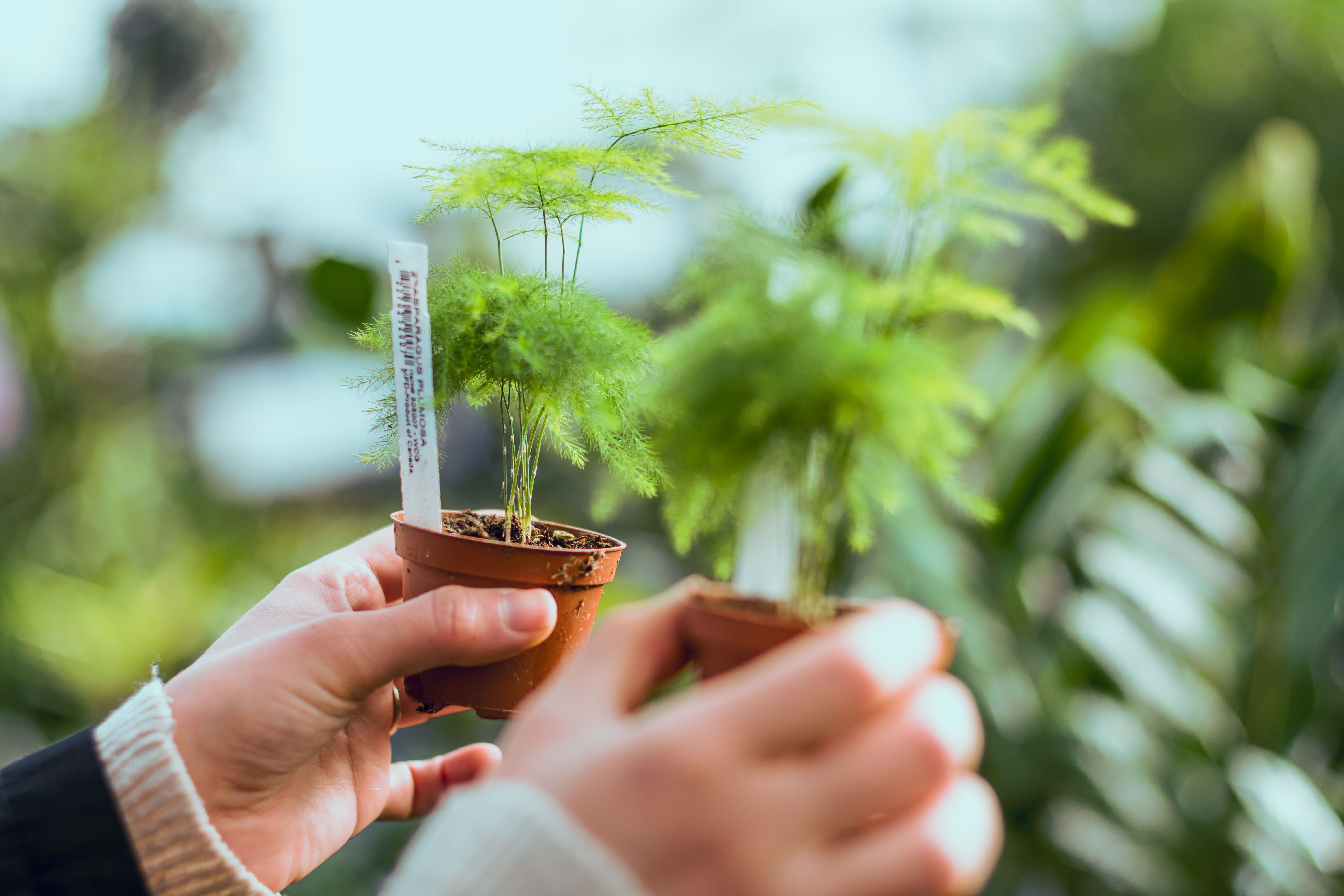 Person Holding to Potted Plants · Free Stock Photo