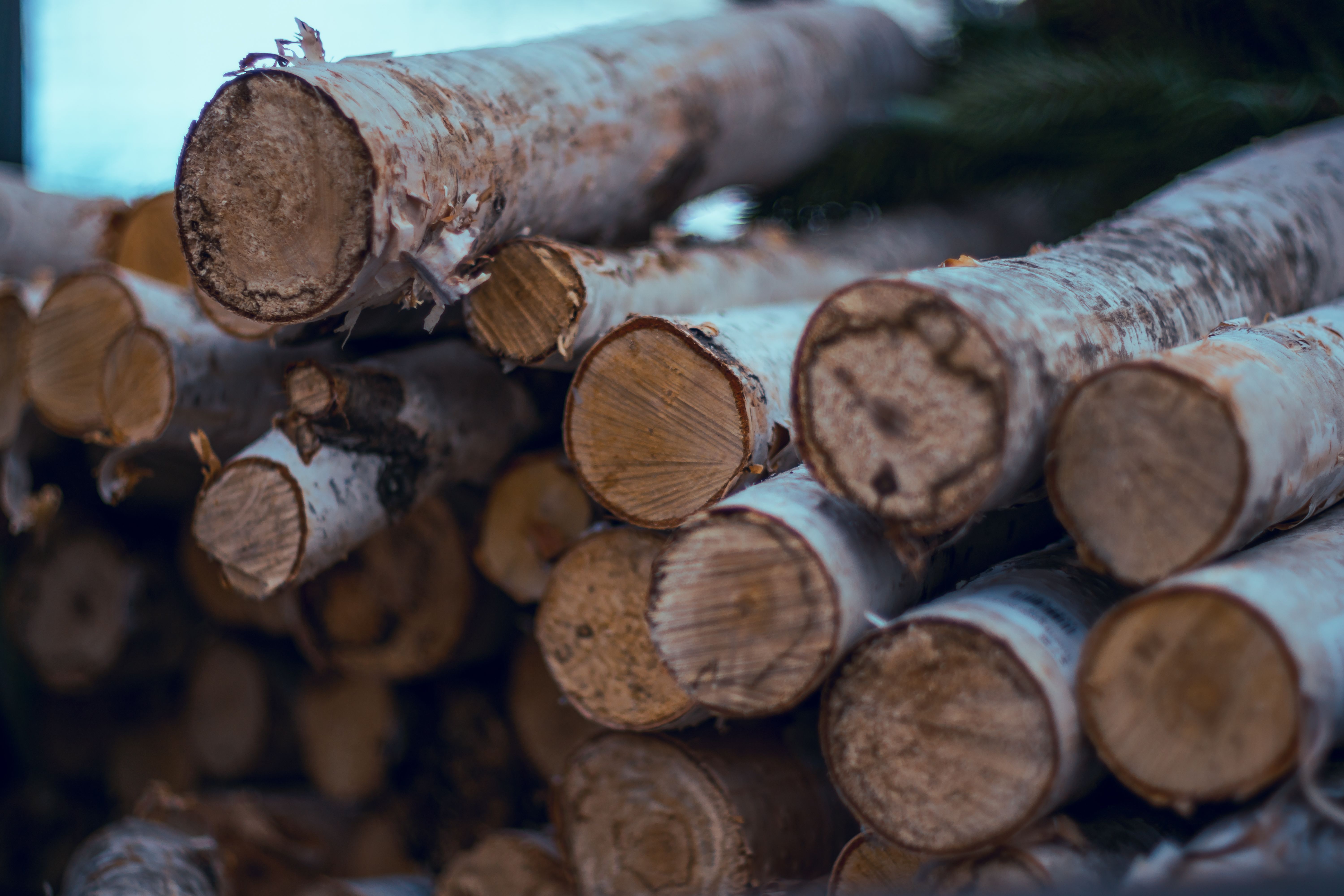 When to Use Birch vs. Pine for Woodworking Projects?