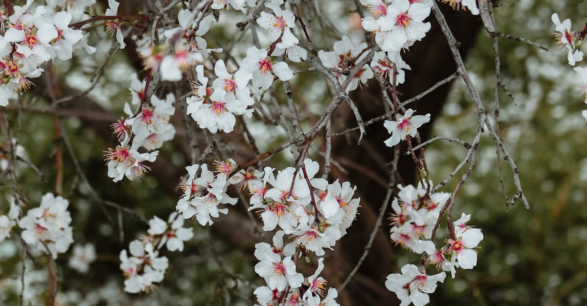 Blossoming Spring Tree · Free Stock Photo
