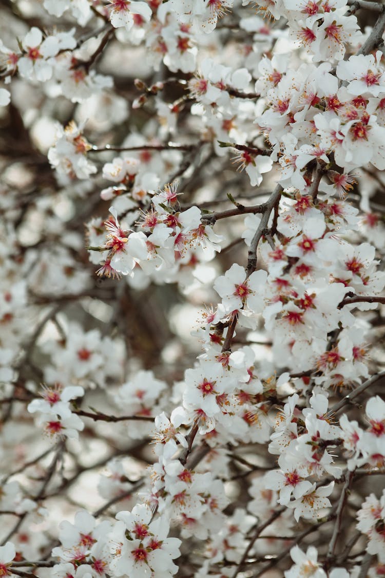 Almond Spring Blossoms