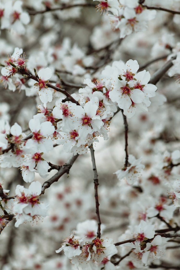 Almond Spring Flowers