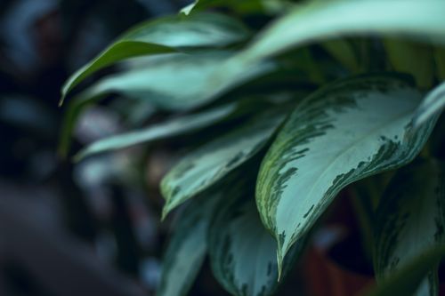 Free A detailed close-up of vibrant green tropical leaves showcasing intricate patterns and natural growth. Stock Photo