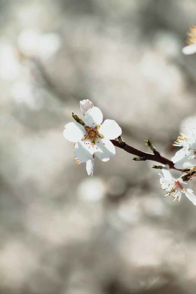 Almond Spring Flower