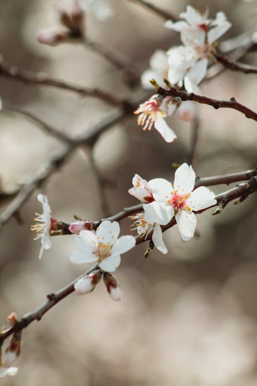 Základová fotografie zdarma na téma jaro, květiny, květy