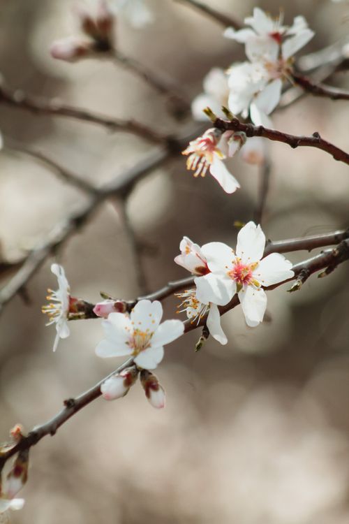 Free Close-up of cherry blossoms blooming in spring, highlighting delicate petals and soft background. Stock Photo