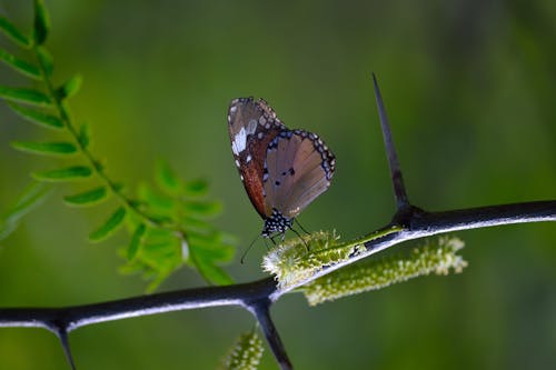 Shallow Photography of Brown and Black Butterfly Perched on Black Plantbranch