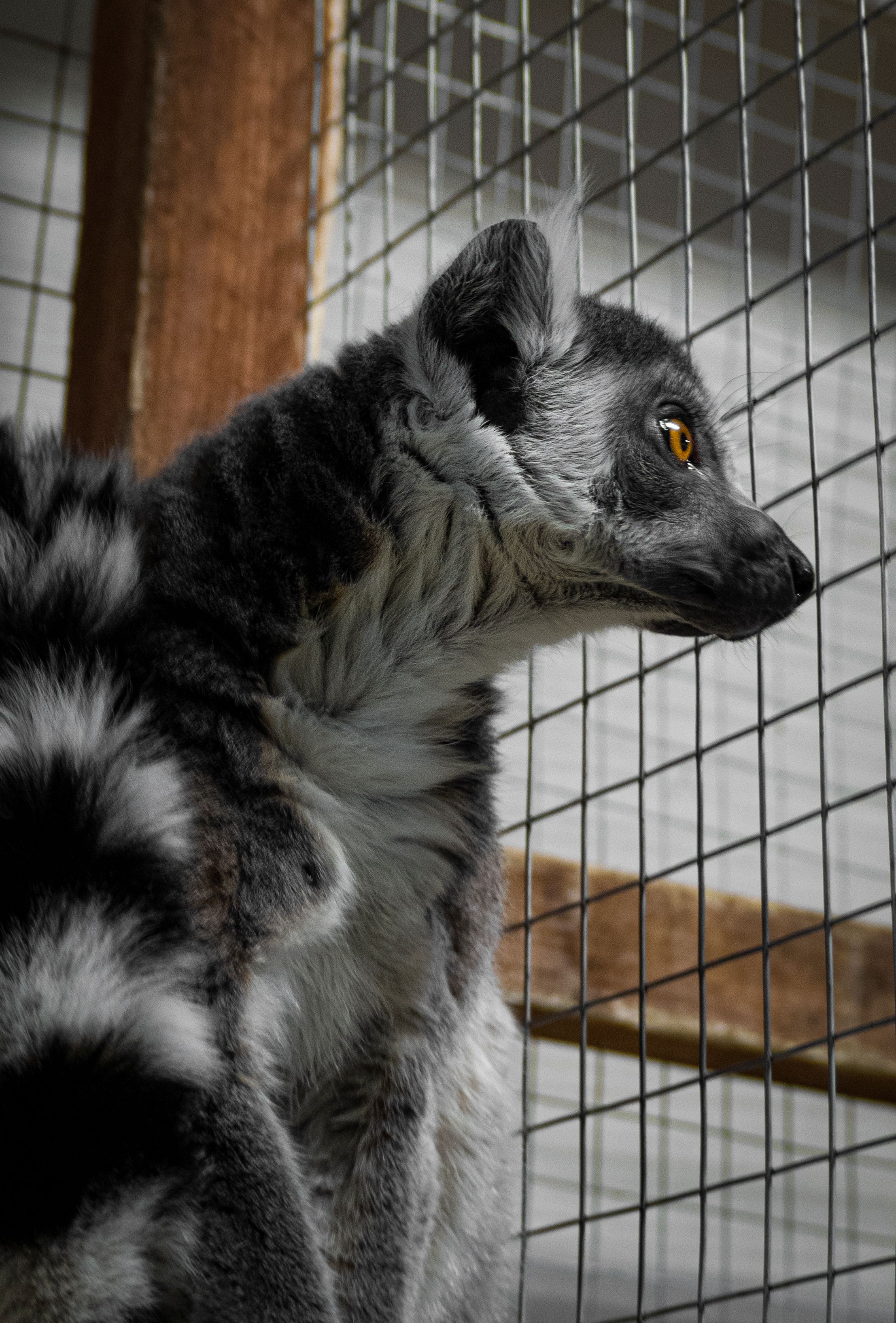 View of Lemur Sitting in Cage · Free Stock Photo