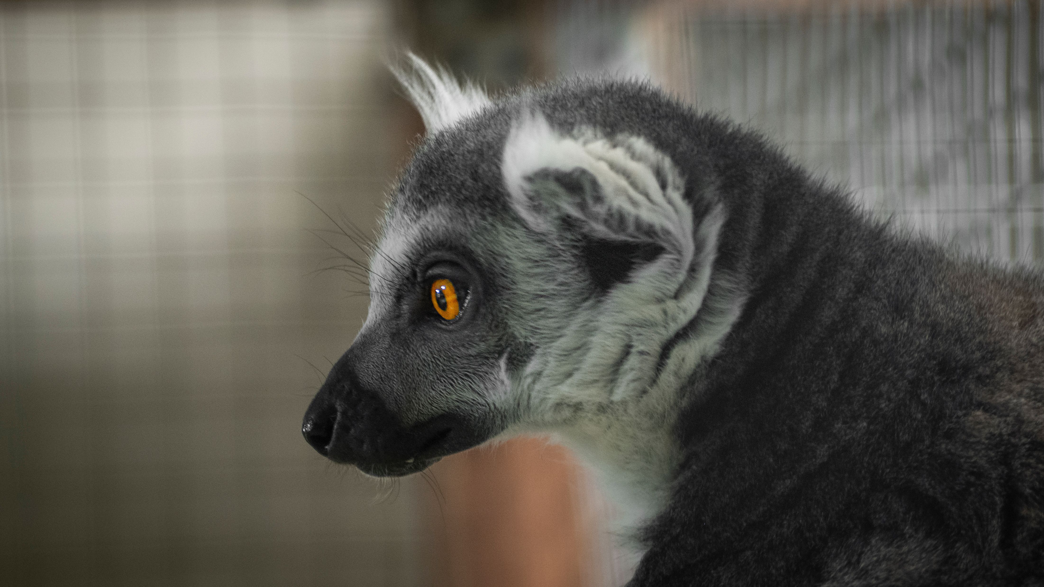 Image showcasing Close up of Lemur in Cage · Free Stock Photo