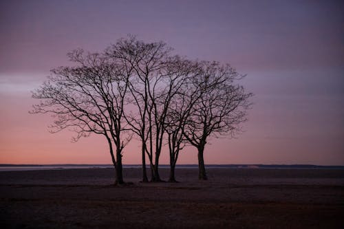 Silhouettes of Trees Growing in Field on Sunset