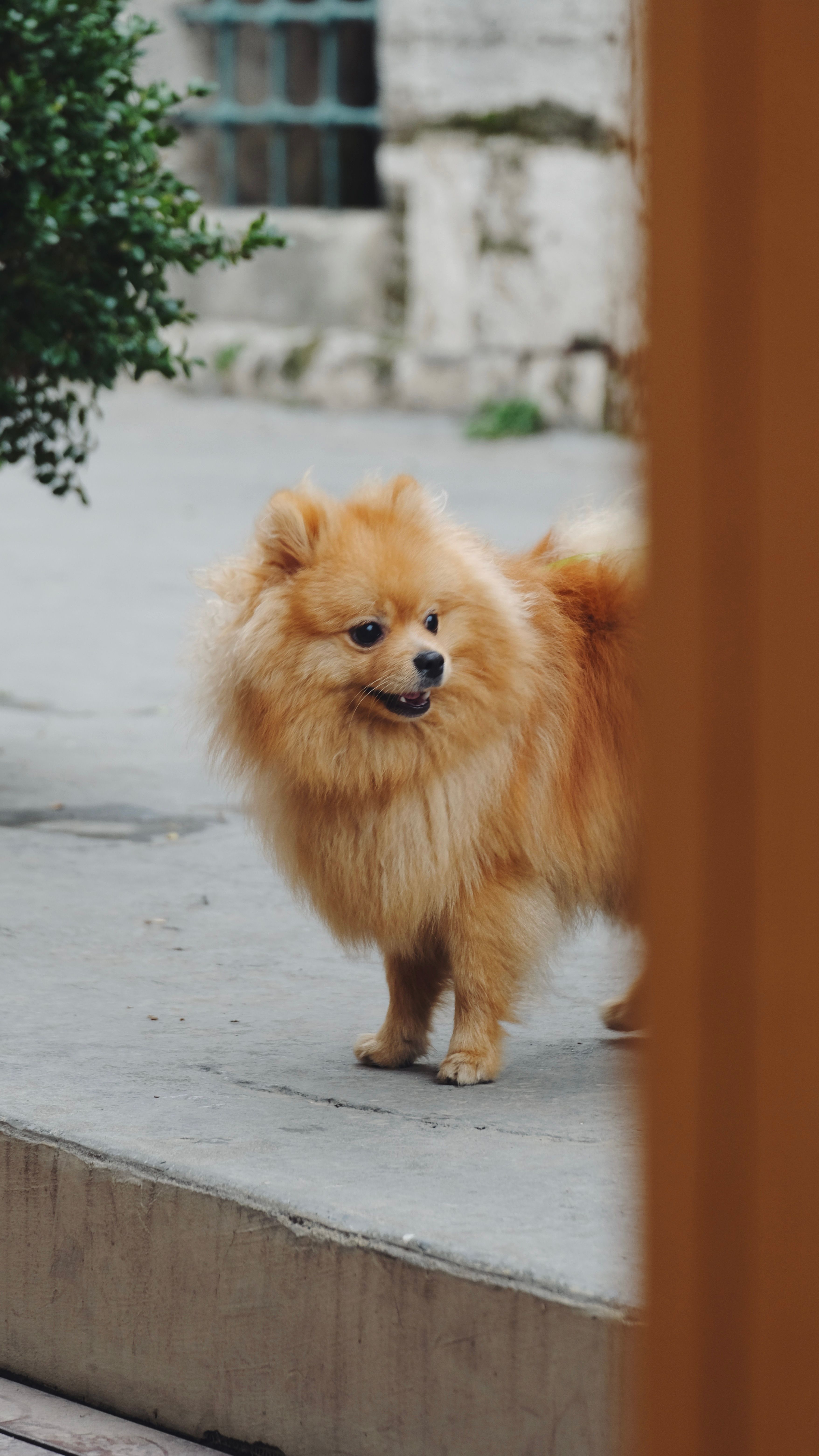 Cute Pomeranian dog standing on pavement outdoors, showcasing its fluffy coat.