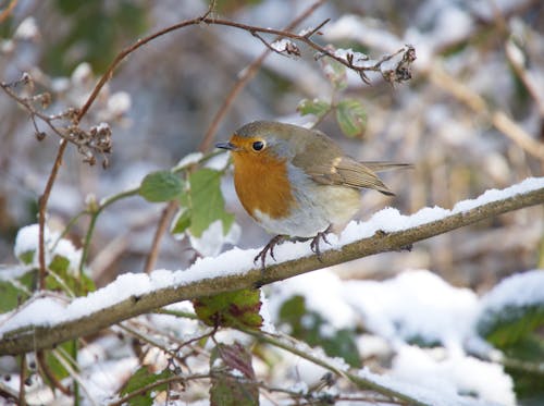 Free Robin Perching on Branch in Snow Stock Photo