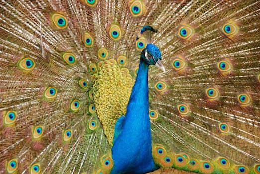 Male Peafowl Spreading Tail