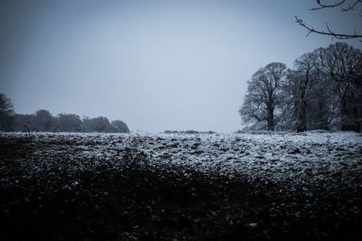 A tranquil winter scene with snow-covered fields and trees in a London park.