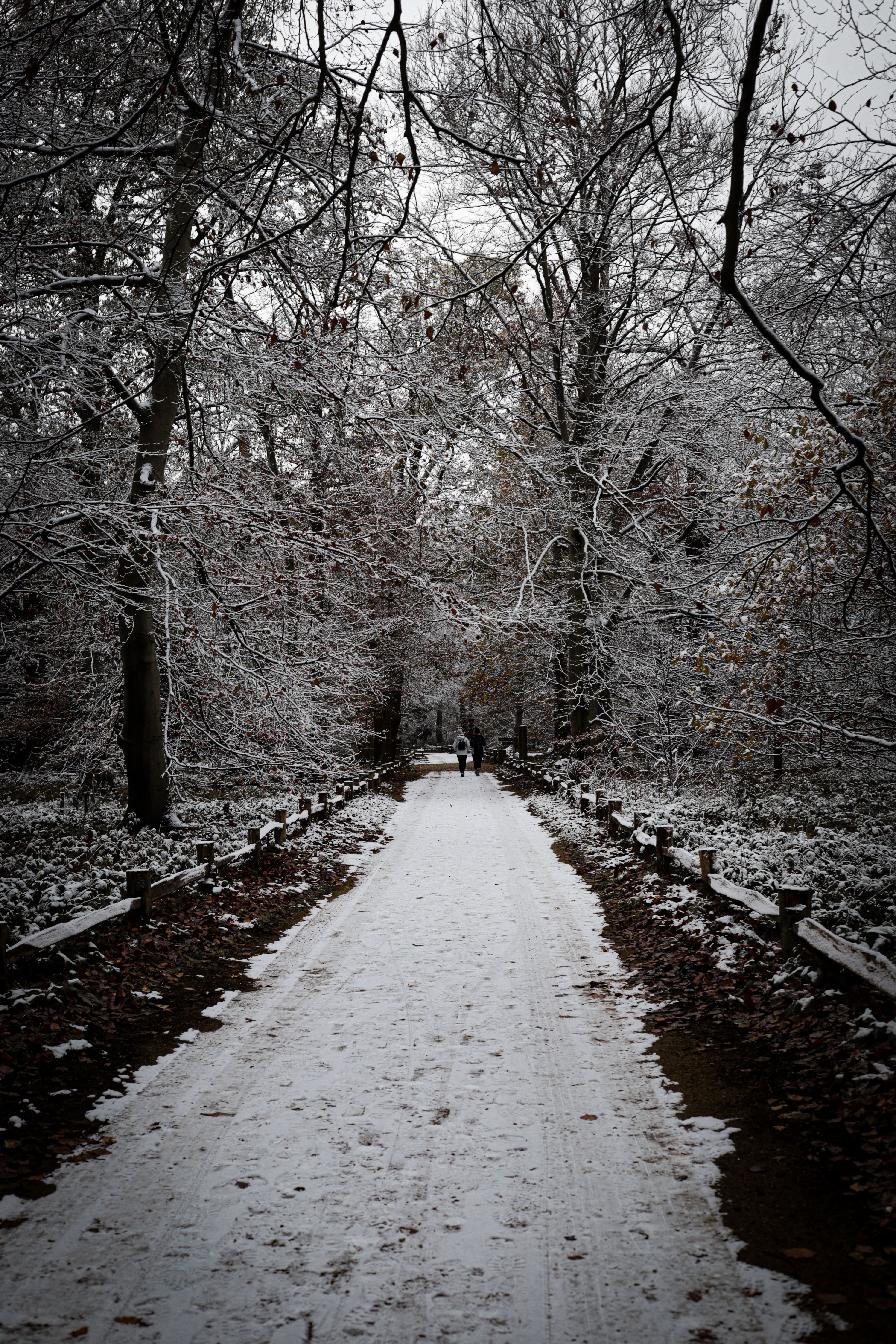 A path through the woods is covered in snow · Free Stock Photo