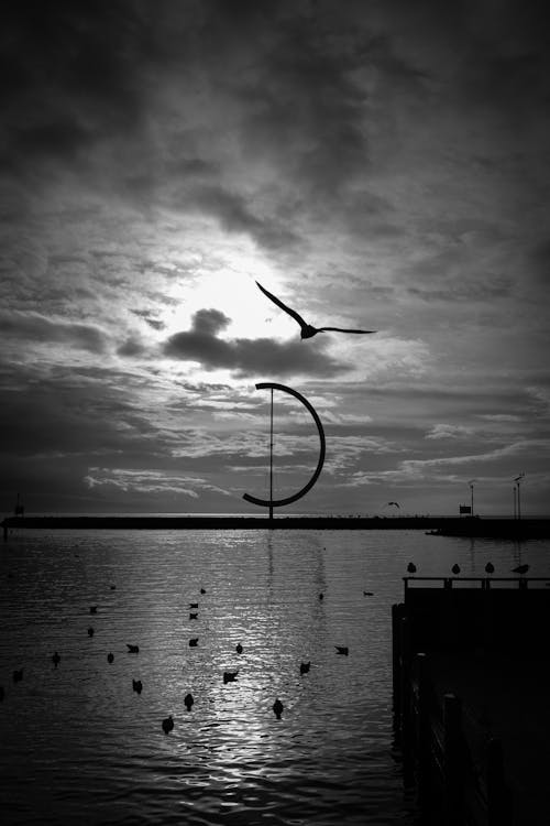 Silhouette of Seagull Flying above Pier on Sunset