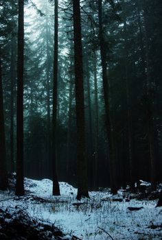 Serene winter landscape of a pine forest in Rila, Bulgaria, with snow and tall trees.