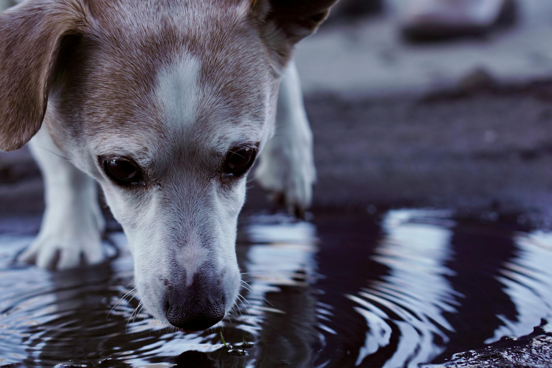 A Little Dog Drinking from a Puddle