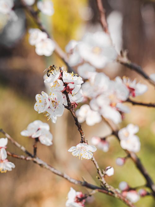 Free A bee pollinating cherry blossoms on a sunny spring day, showcasing nature's beauty. Stock Photo