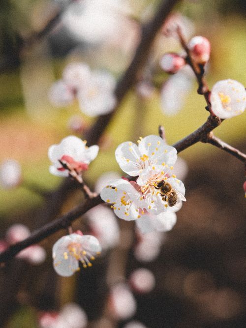 Free Close-up of a bee pollinating cherry blossoms, symbolizing spring and renewal. Stock Photo