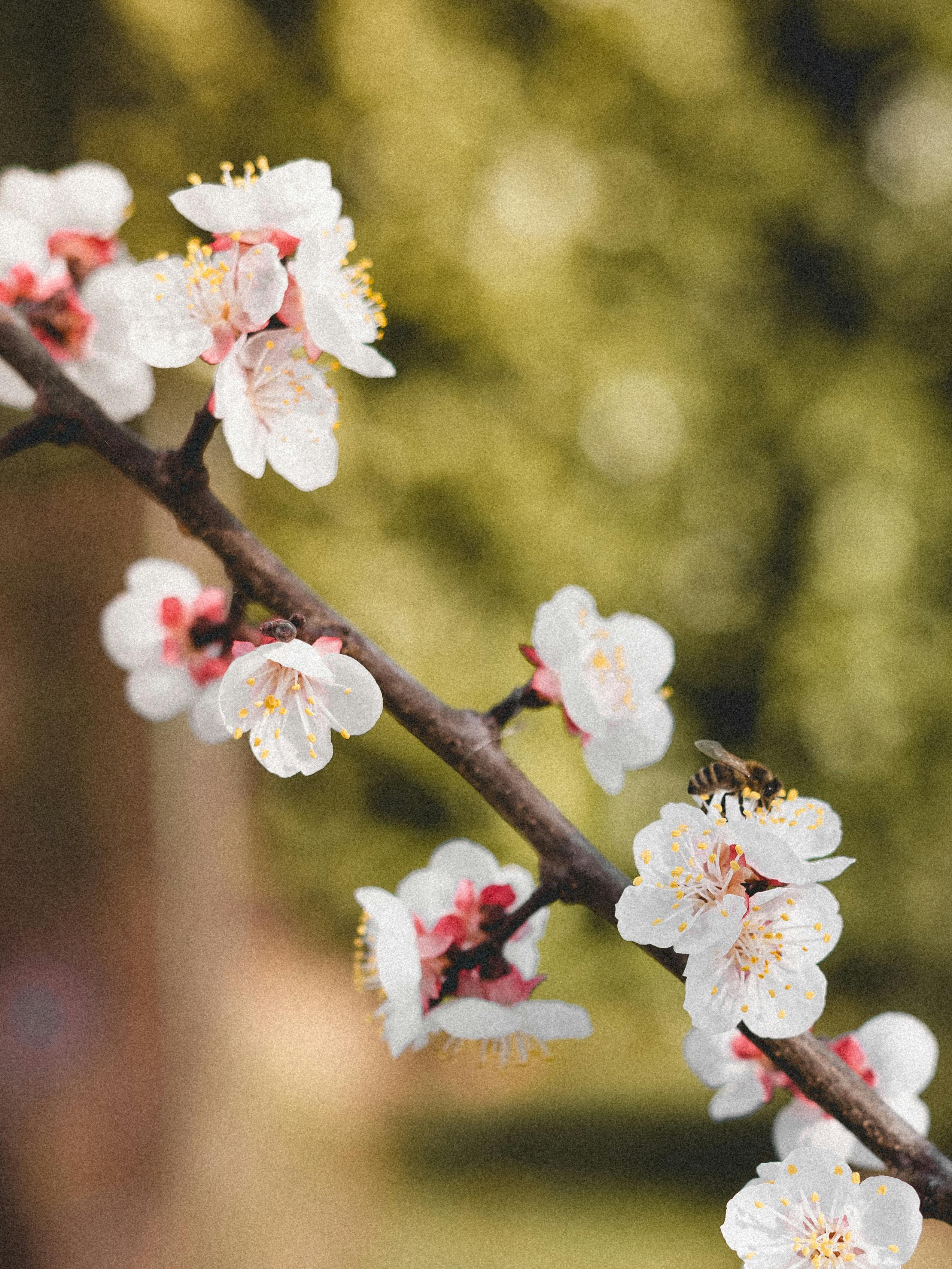 Close-up of a bee pollinating blossoms on a branch in spring, capturing nature's beauty.