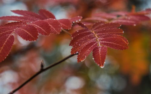 Red Leaves Selective Focus Photography