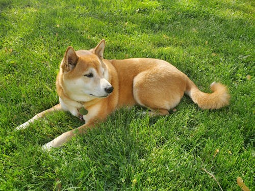 Cute Dog Lying on Green Grass