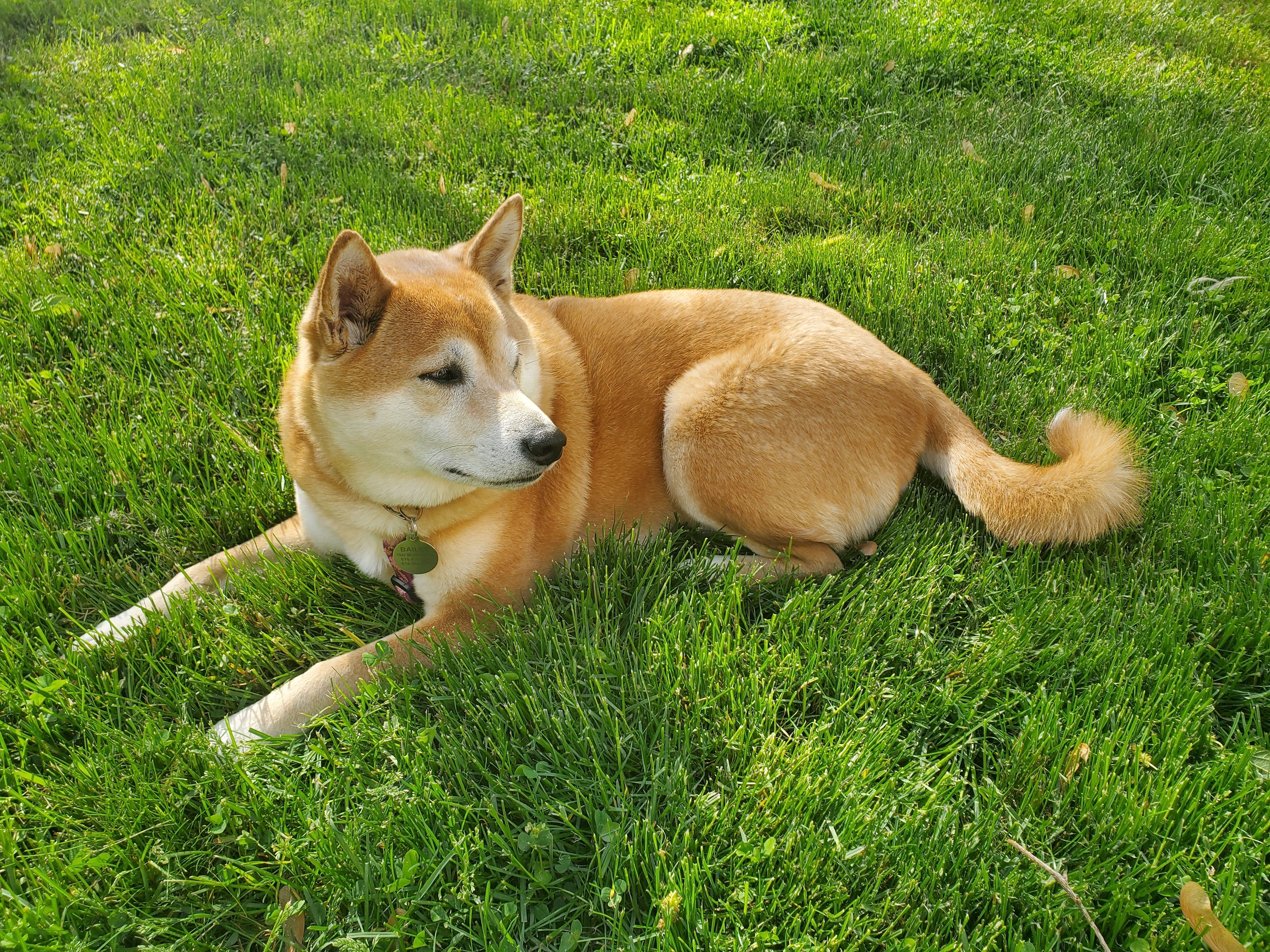 Cute Dog Lying on Green Grass · Free Stock Photo