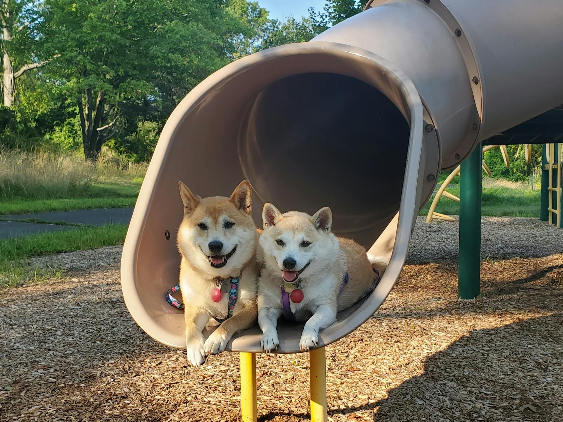 Two Dogs Lying in Slide