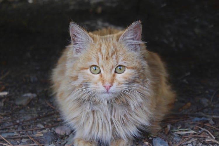 Cute Red Cat Sitting On Ground