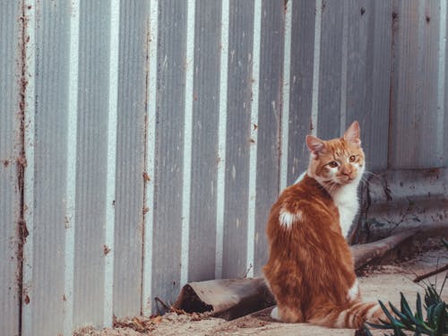 Δωρεάν στοκ φωτογραφιών με animales, gato, gato anaranjado