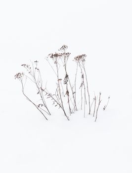 Delicate wildflowers stand against a stark snowy background, capturing winter's serene beauty.