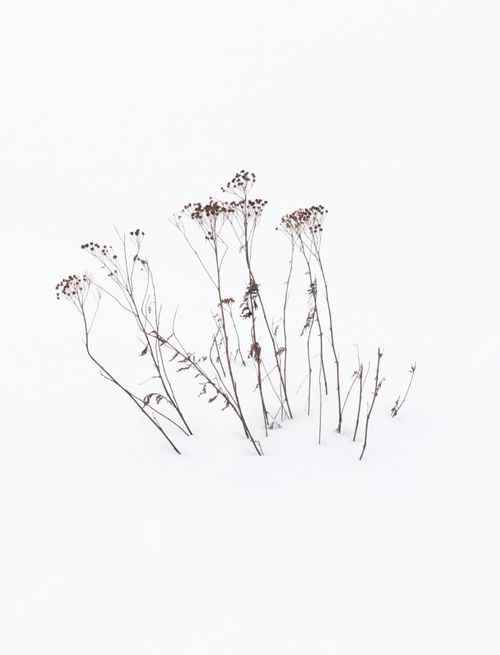 Free Delicate wildflowers stand against a stark snowy background, capturing winter's serene beauty. Stock Photo