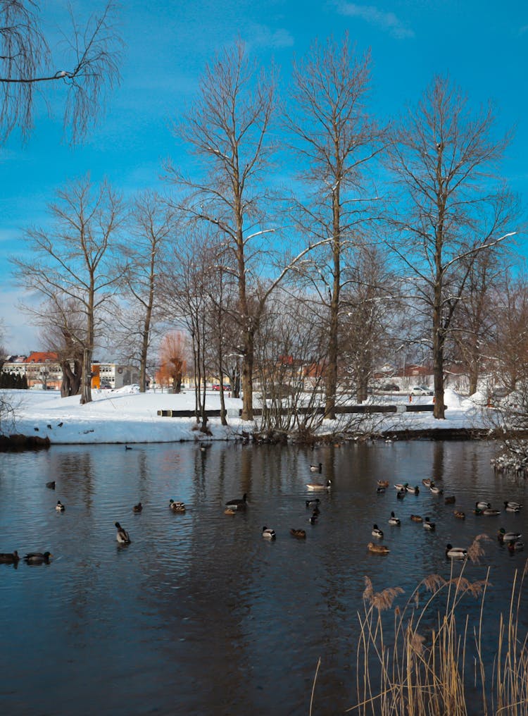 Ducks Swimming In Lake In Winter Landscape