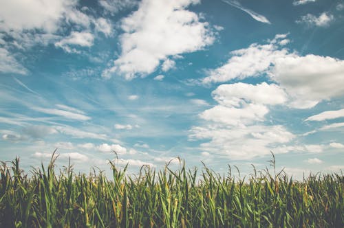 Campos De Milho Sob Nuvens Brancas Com Céu Azul Durante O Dia