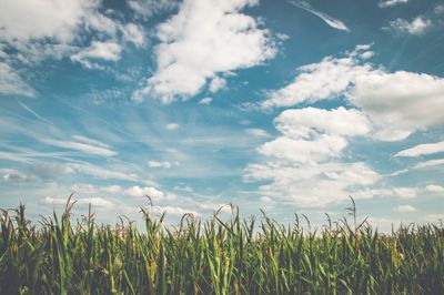 Agriculture Texture