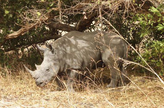 Neushoorn in natuurpark in Senegal