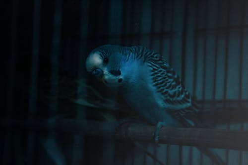 Gratis lagerfoto af blå, dhaka, fugl bur
