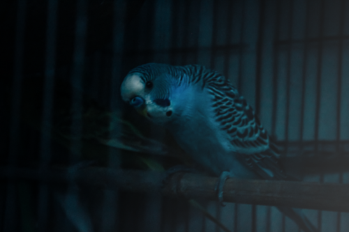 Free Caged Stock Photo