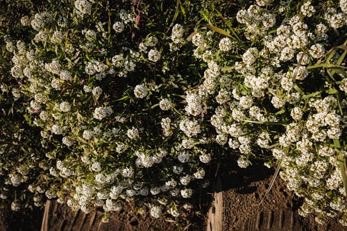 Fotos de stock gratuitas de enfoque selectivo, flores, jardín