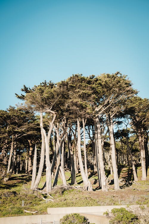 Безкоштовне стокове фото на тему «вертикальні постріл, глибокий, дерева»