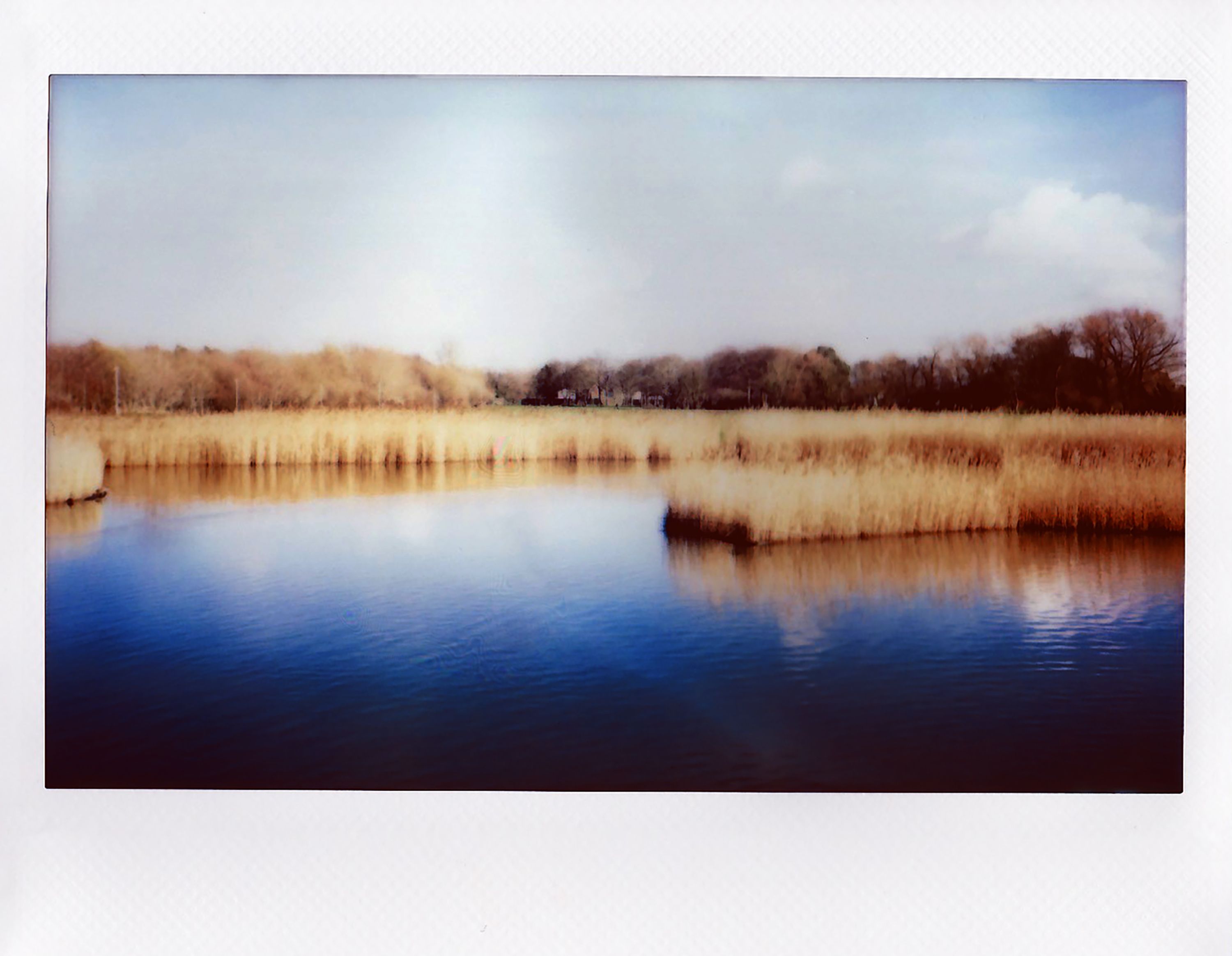Polaroid of Water Reeds Growing on Lake Shore · Free Stock Photo