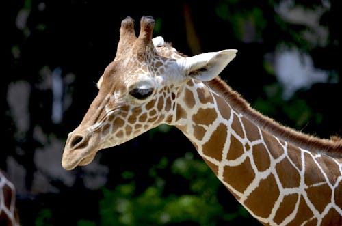 Free Brown Giraffe during Daytime Stock Photo