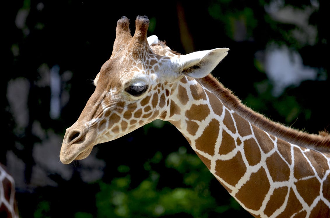 бесплатная Коричневый жираф в дневное время Стоковое фото