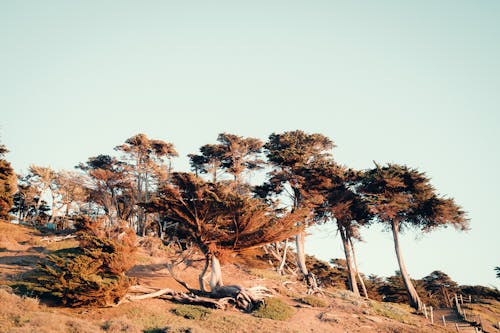 Foto profissional grátis de árido, árvores, cenário
