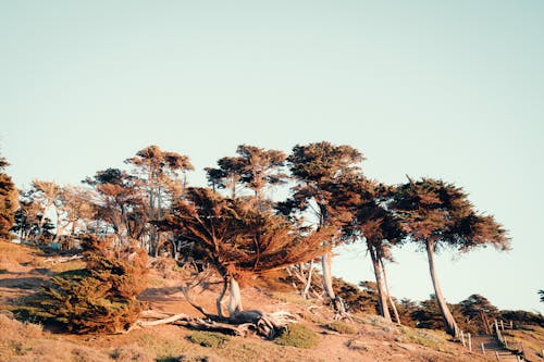 Trees on Arid Hill